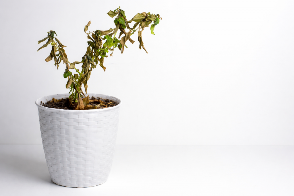 Plante verte fanée dans un pot blanc, avec feuilles sèches et tombantes, illustrant un mauvais entretien ou une incompatibilité entre plantes.