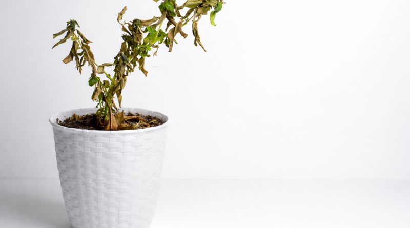 Plante verte fanée dans un pot blanc, avec feuilles sèches et tombantes, illustrant un mauvais entretien ou une incompatibilité entre plantes.