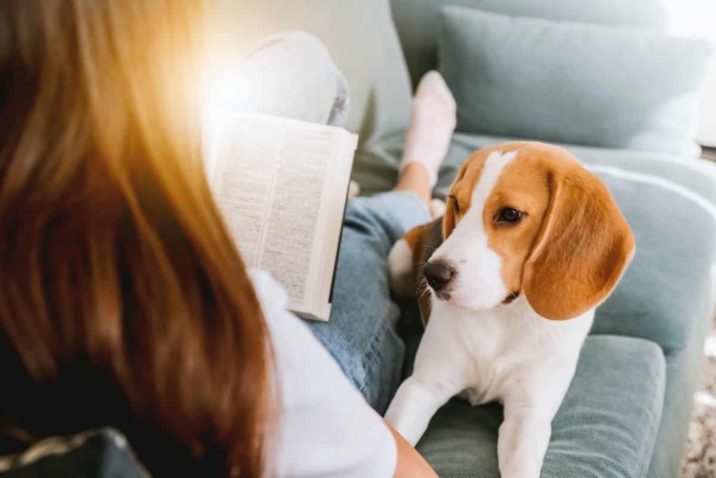 Adoption chien en ville