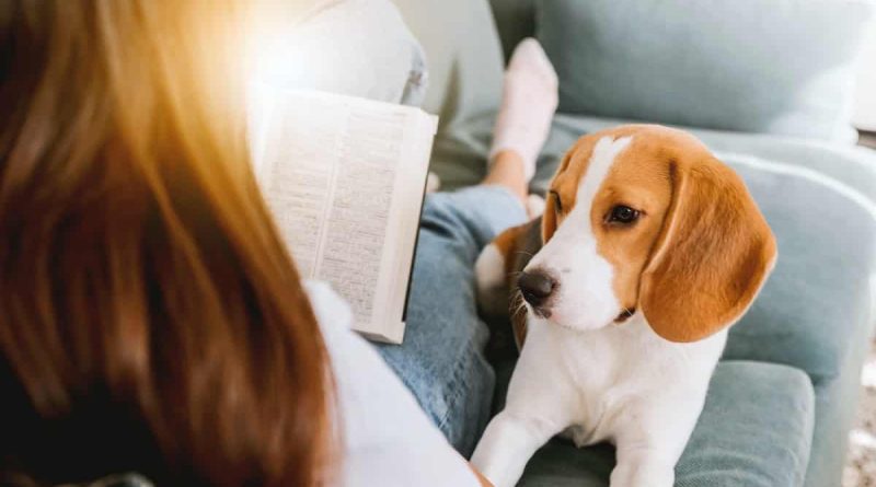 Adoption chien en ville