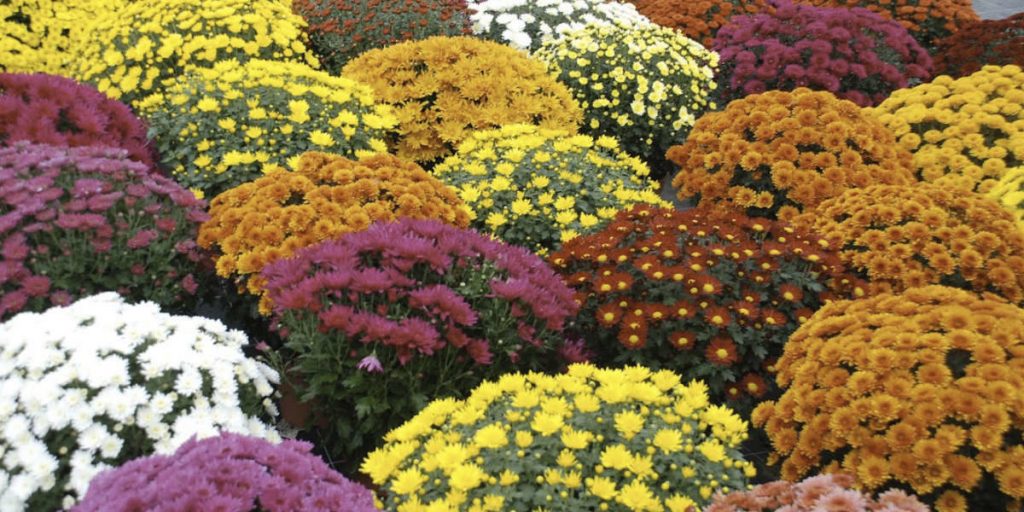 Chrysanthèmes et traditions