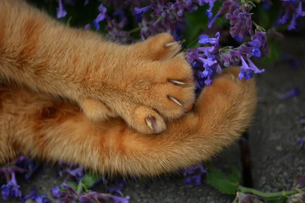 Pattes de chat au pelage roux reposant près de fleurs violettes, griffes légèrement visibles, illustrant l’importance de l’entretien des griffes chez le chat domestique