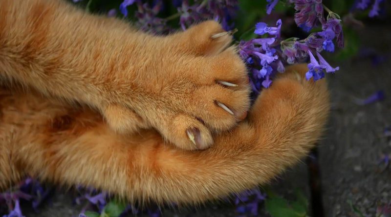 Pattes de chat au pelage roux reposant près de fleurs violettes, griffes légèrement visibles, illustrant l’importance de l’entretien des griffes chez le chat domestique