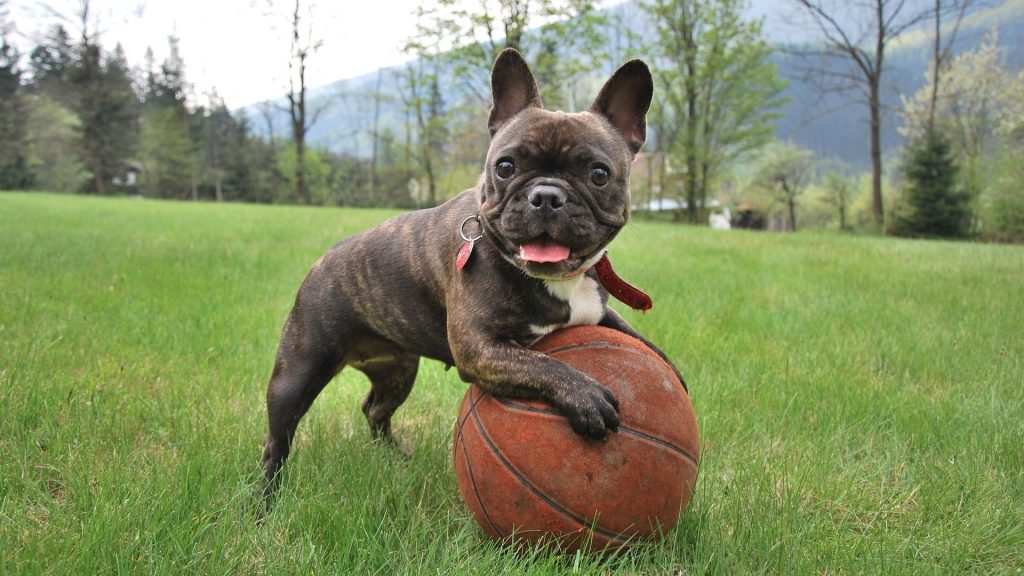 Chien de petite taille au museau plat jouant avec un ballon orange sur une pelouse verdoyante, en plein air, dans un environnement naturel calme.