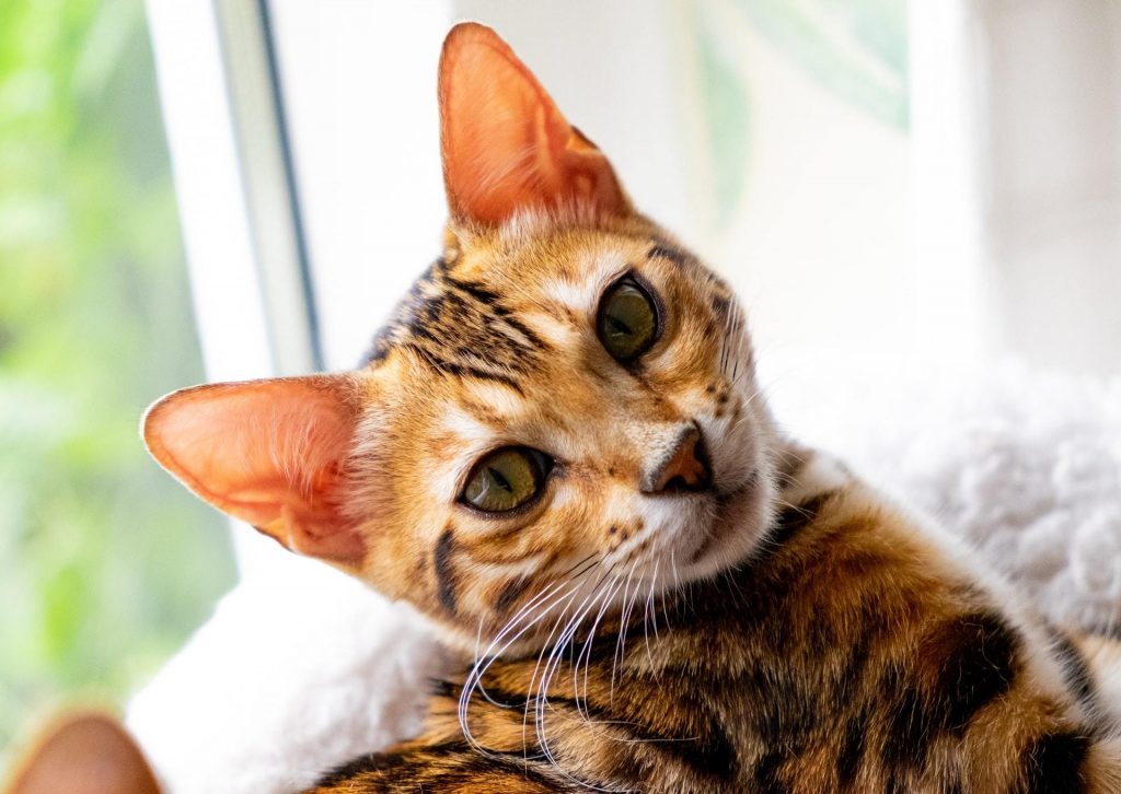 Chat