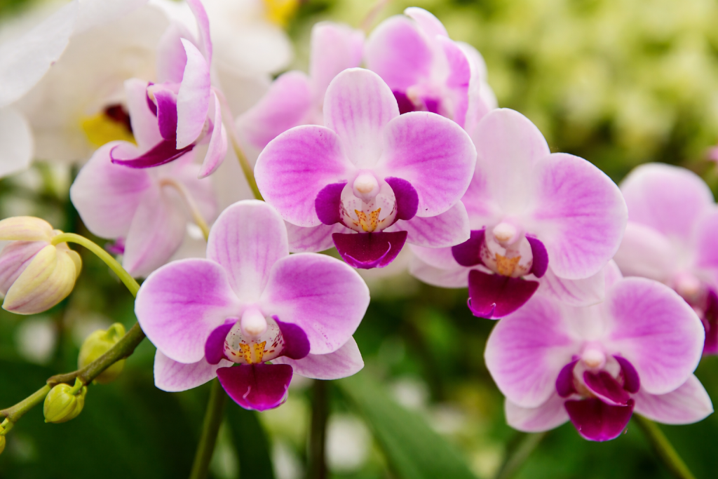 Gros plan d’orchidées roses et blanches en pleine floraison, aux pétales délicats et cœur violet, avec feuillage vert flouté en arrière-plan.