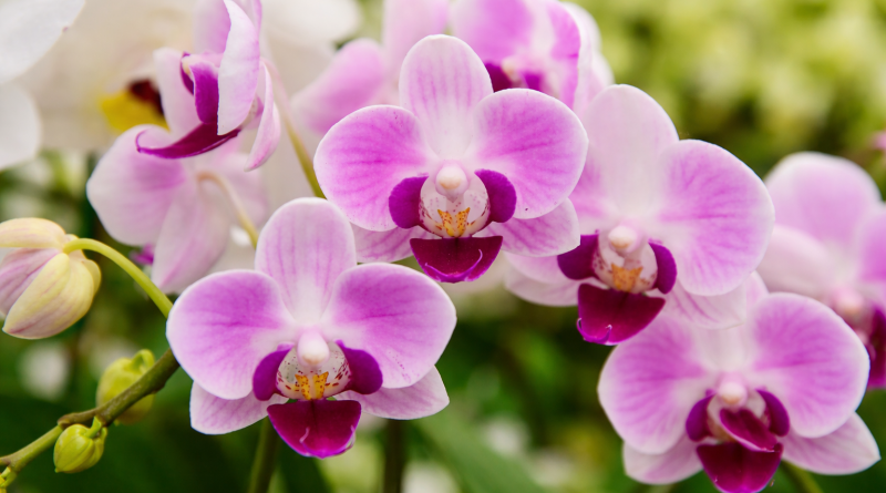 Gros plan d’orchidées roses et blanches en pleine floraison, aux pétales délicats et cœur violet, avec feuillage vert flouté en arrière-plan.
