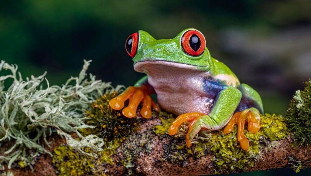 Grenouilles
