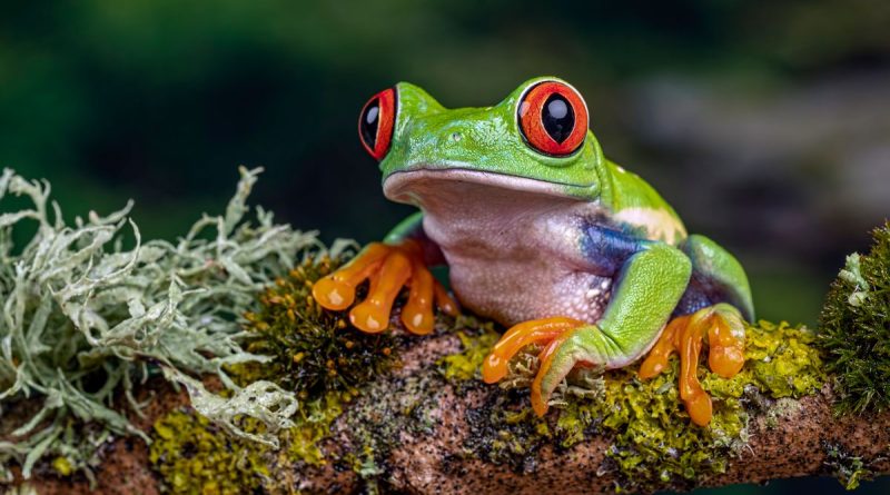Grenouilles