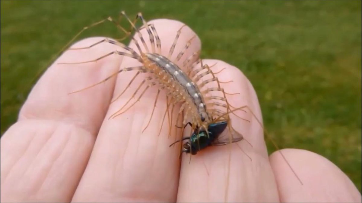 Découvrez comment utiliser les insectes prédateurs comme la scutigère véloce pour vous débarrasser des punaises de lit. Une approche naturelle, mais est-ce efficace ? Lisez notre article pour en savoir plus.
