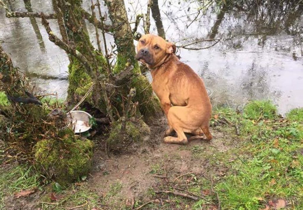 Secours chien attaché à arbre