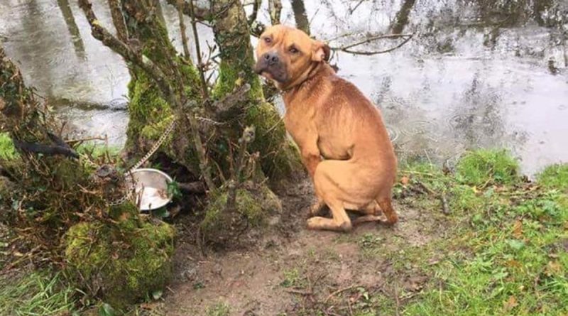Secours chien attaché à arbre