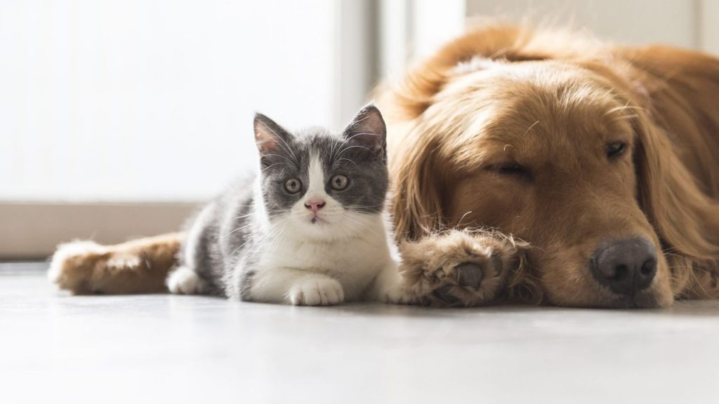 Choix animal domestique