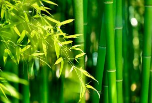 croissance rapide du bambou