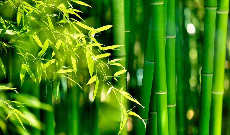 croissance rapide du bambou