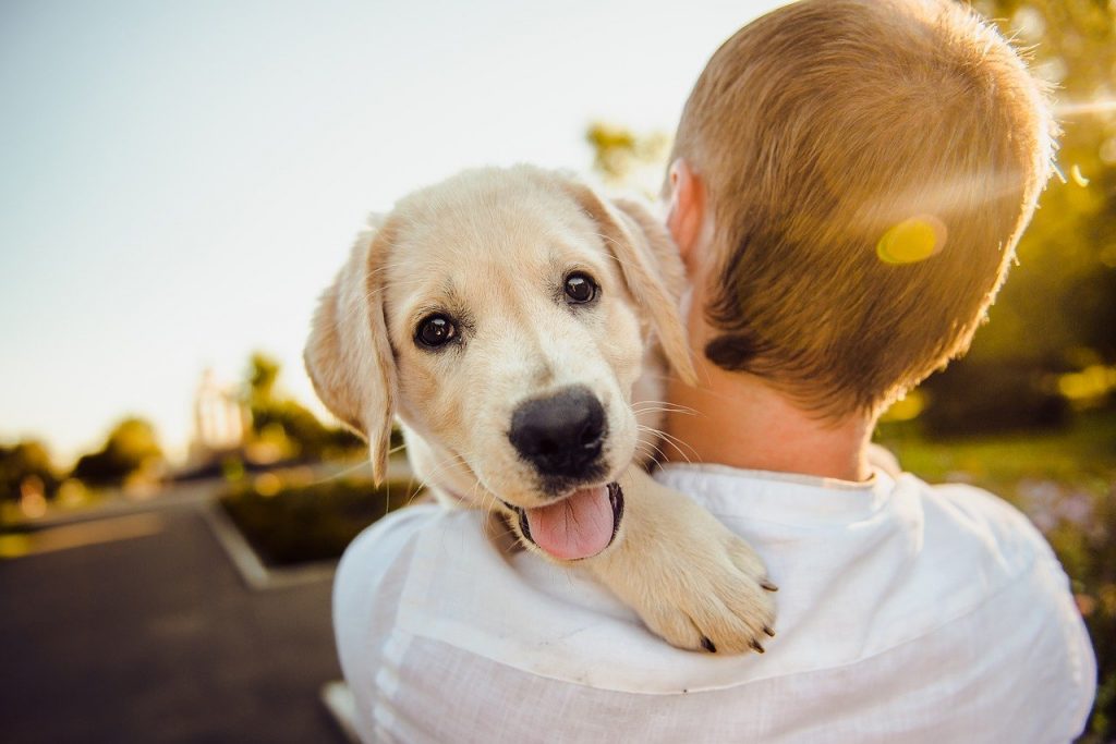 Relation Homme-Animaux