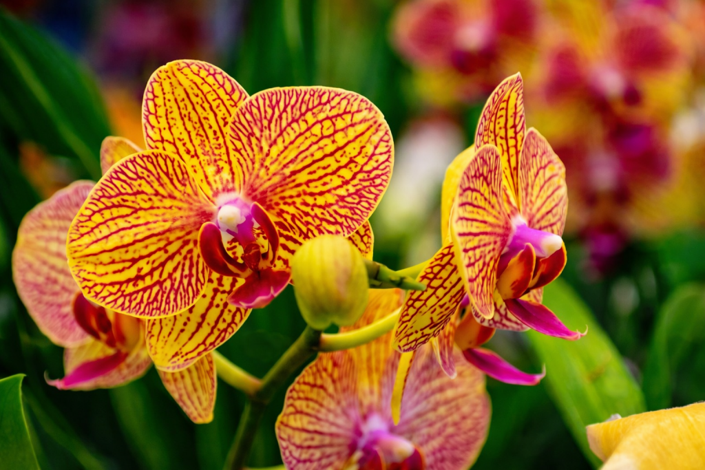 Gros plan d’orchidées en fleurs aux pétales jaunes veinés de rouge et cœur rose, avec feuillage vert flouté en arrière-plan.