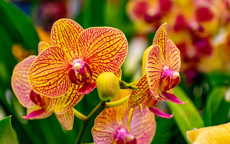 Entretien orchidée hiver