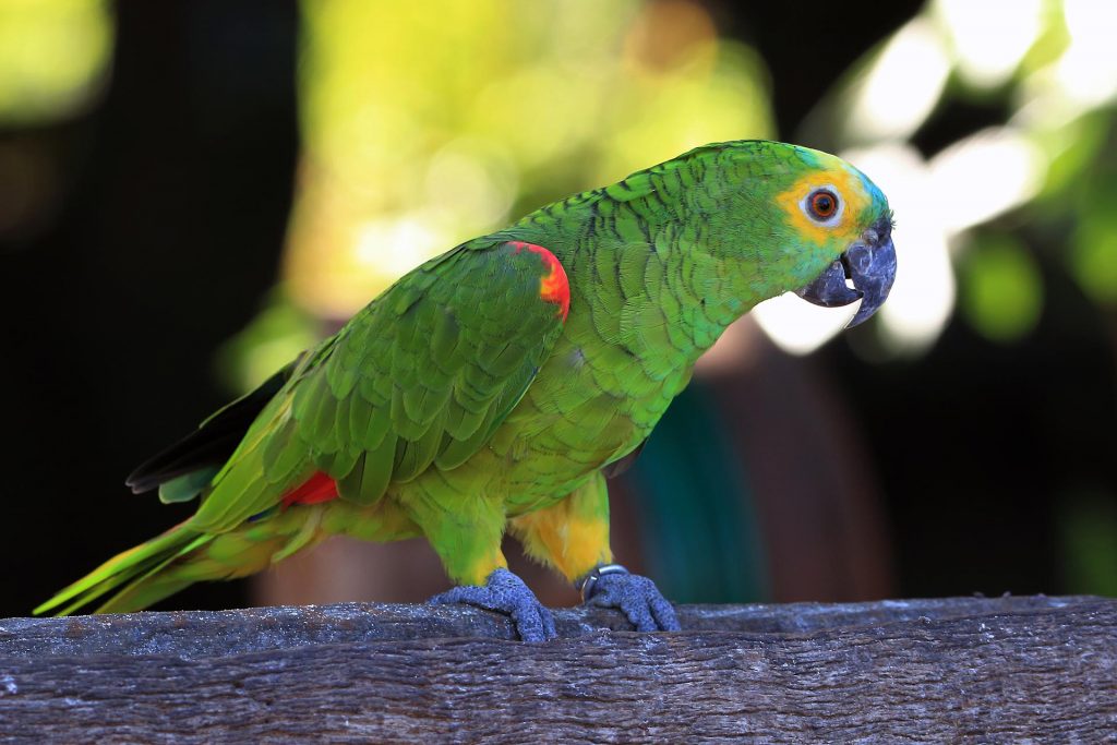 Animaux et Alerte Incendie