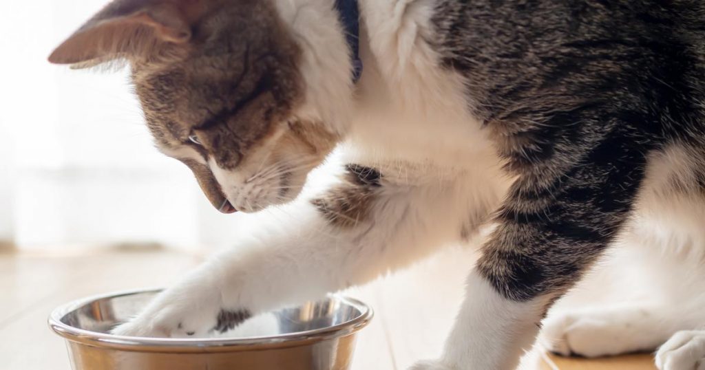 Signification comportement chat