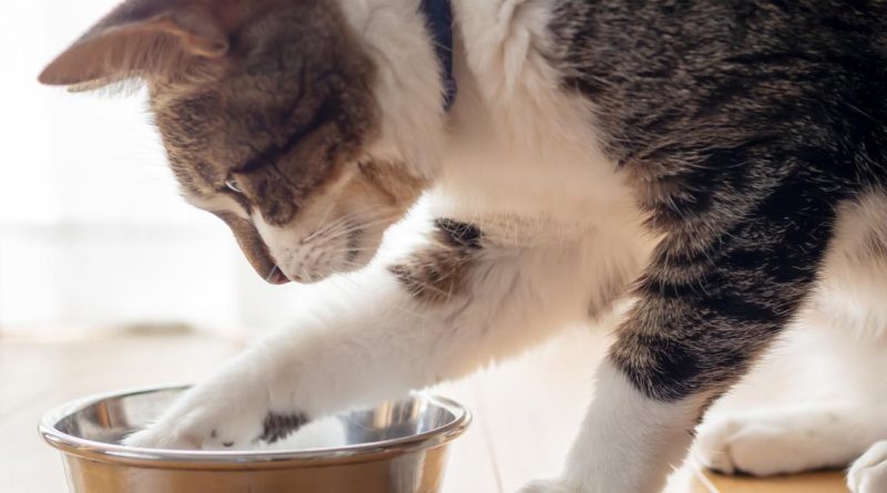 Signification comportement chat