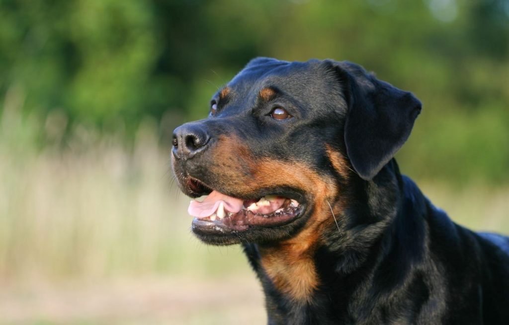 Accident de Rottweiler à Rome