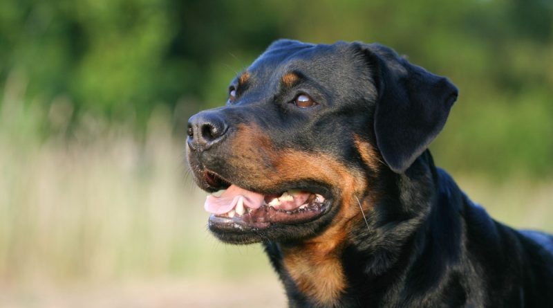 Accident de Rottweiler à Rome