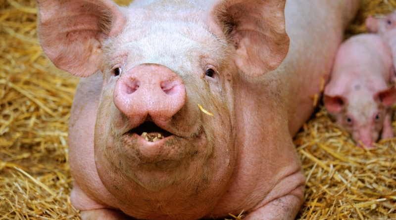 Gros plan d’un cochon adulte allongé sur de la paille dans une ferme, avec des porcelets visibles en arrière-plan.