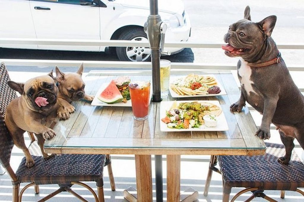 Chiens assis autour d’une table de restaurant en terrasse, devant des assiettes et des boissons, ambiance conviviale en extérieur.