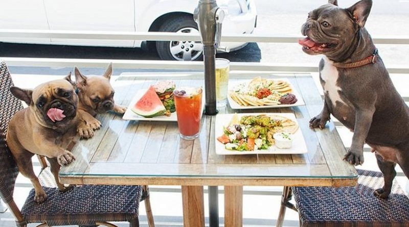 Chiens assis autour d’une table de restaurant en terrasse, devant des assiettes et des boissons, ambiance conviviale en extérieur.