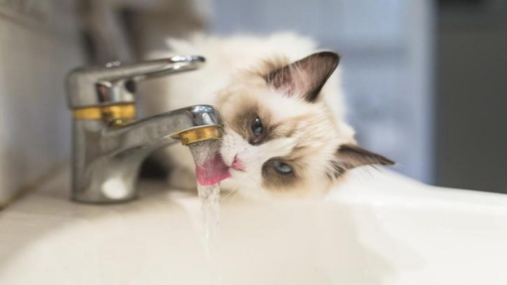 astuces pour chats