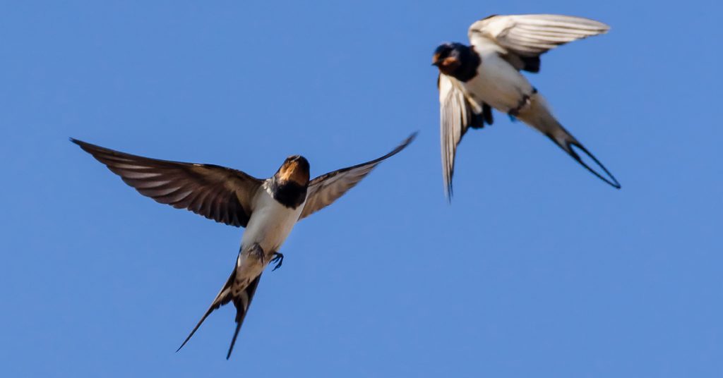 Comportement des oiseaux