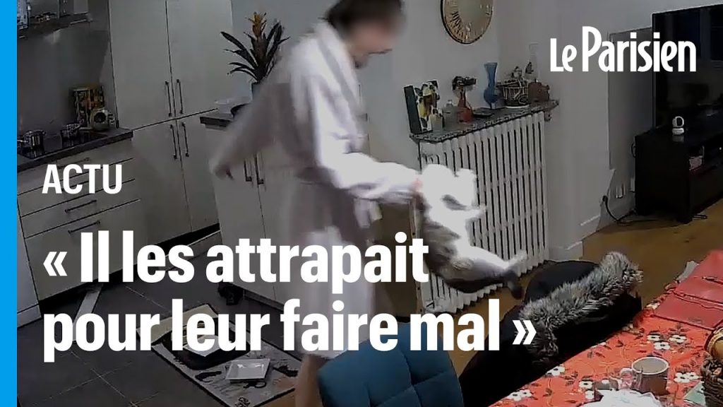 maltraitance de chats