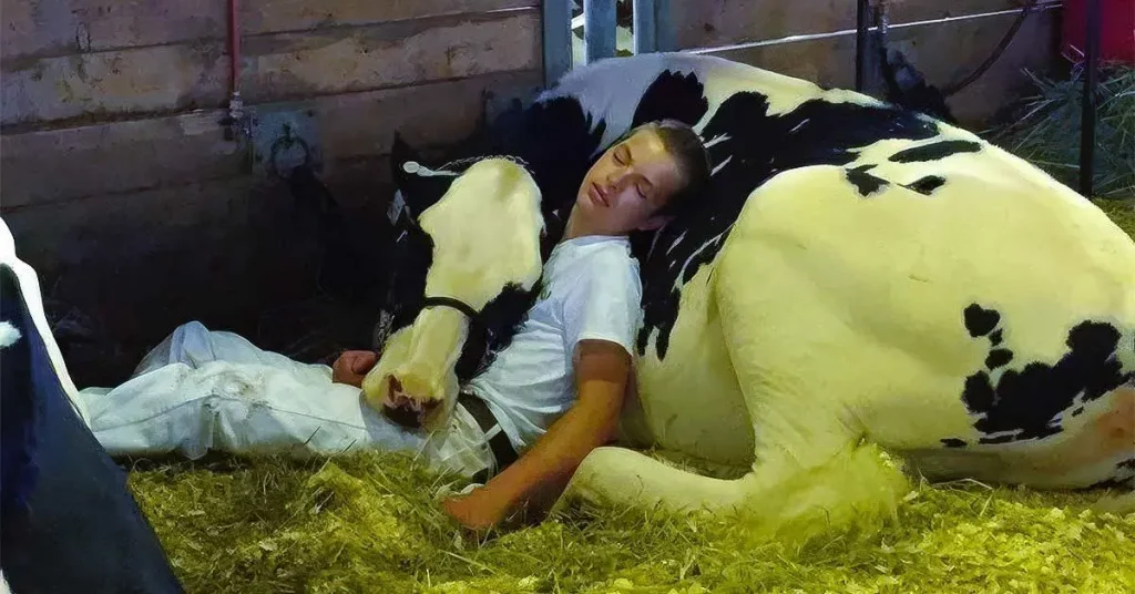 foire Iowa 2017