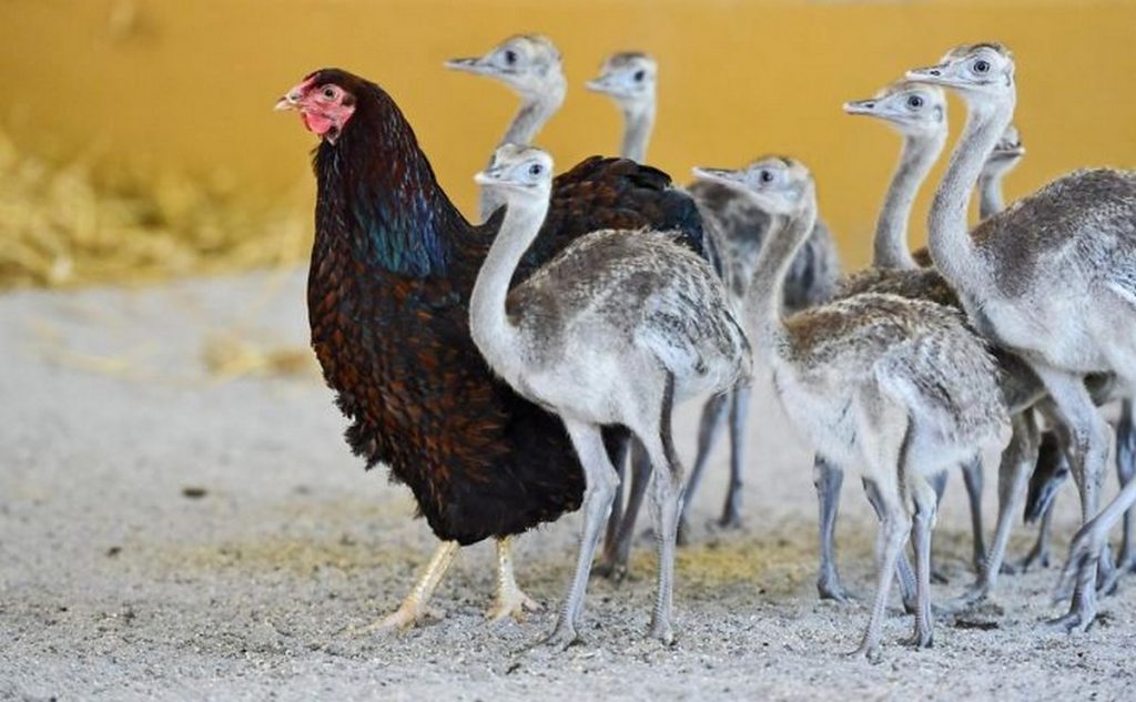 adoption inter-espèces