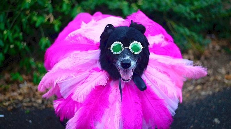 vêtements pour chiens
