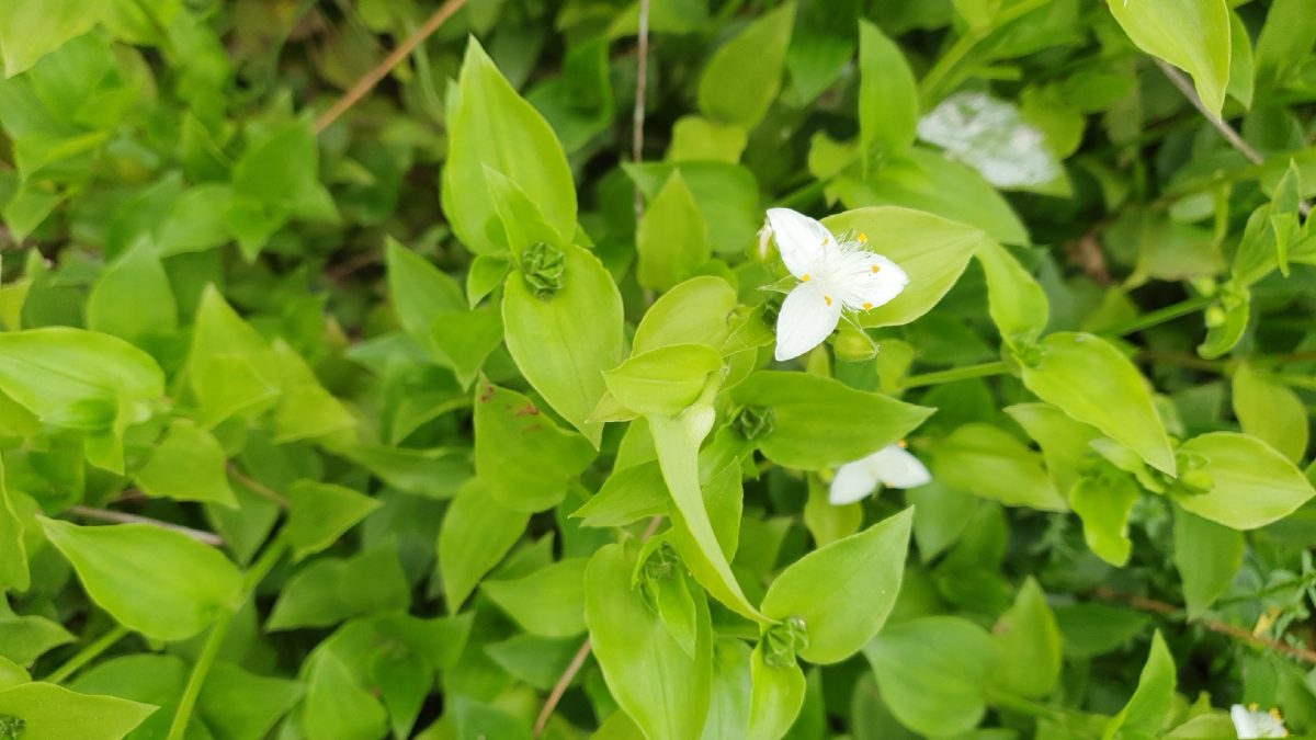 misère plante