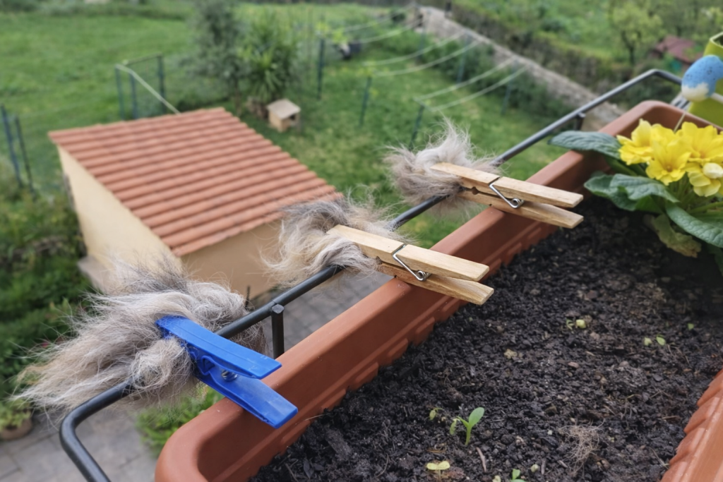Poils d’animaux fixés avec des pinces à linge sur une rambarde de balcon, mis à disposition des oiseaux pour la construction de leurs nids.