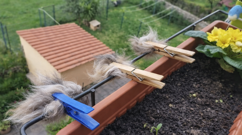 Poils d’animaux fixés avec des pinces à linge sur une rambarde de balcon, mis à disposition des oiseaux pour la construction de leurs nids.