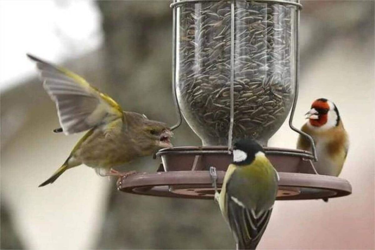 nourrir oiseaux hiver
