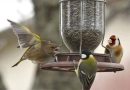 nourrir oiseaux hiver