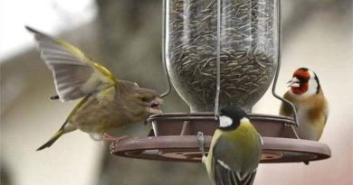 nourrir oiseaux hiver