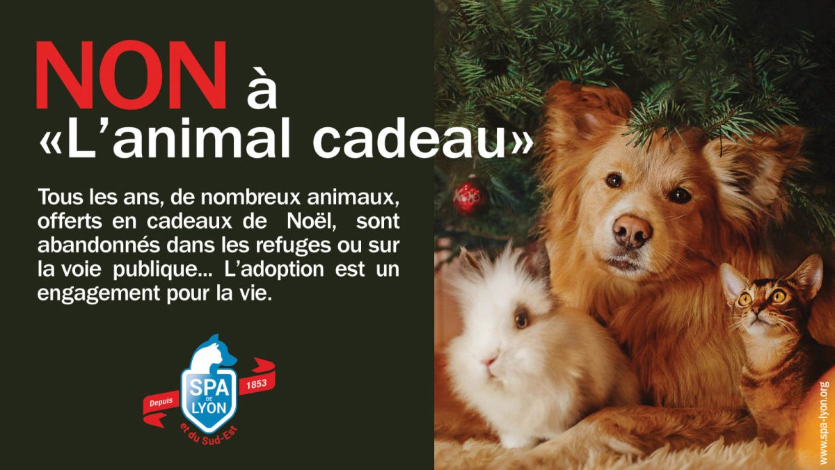 offrir un chiot Noël