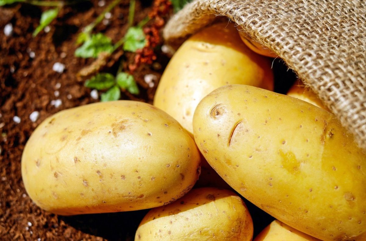 pommes de terre mondialisation