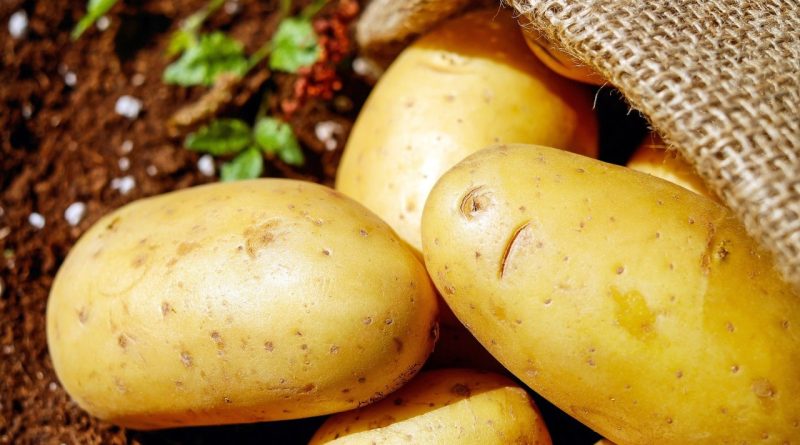 pommes de terre mondialisation