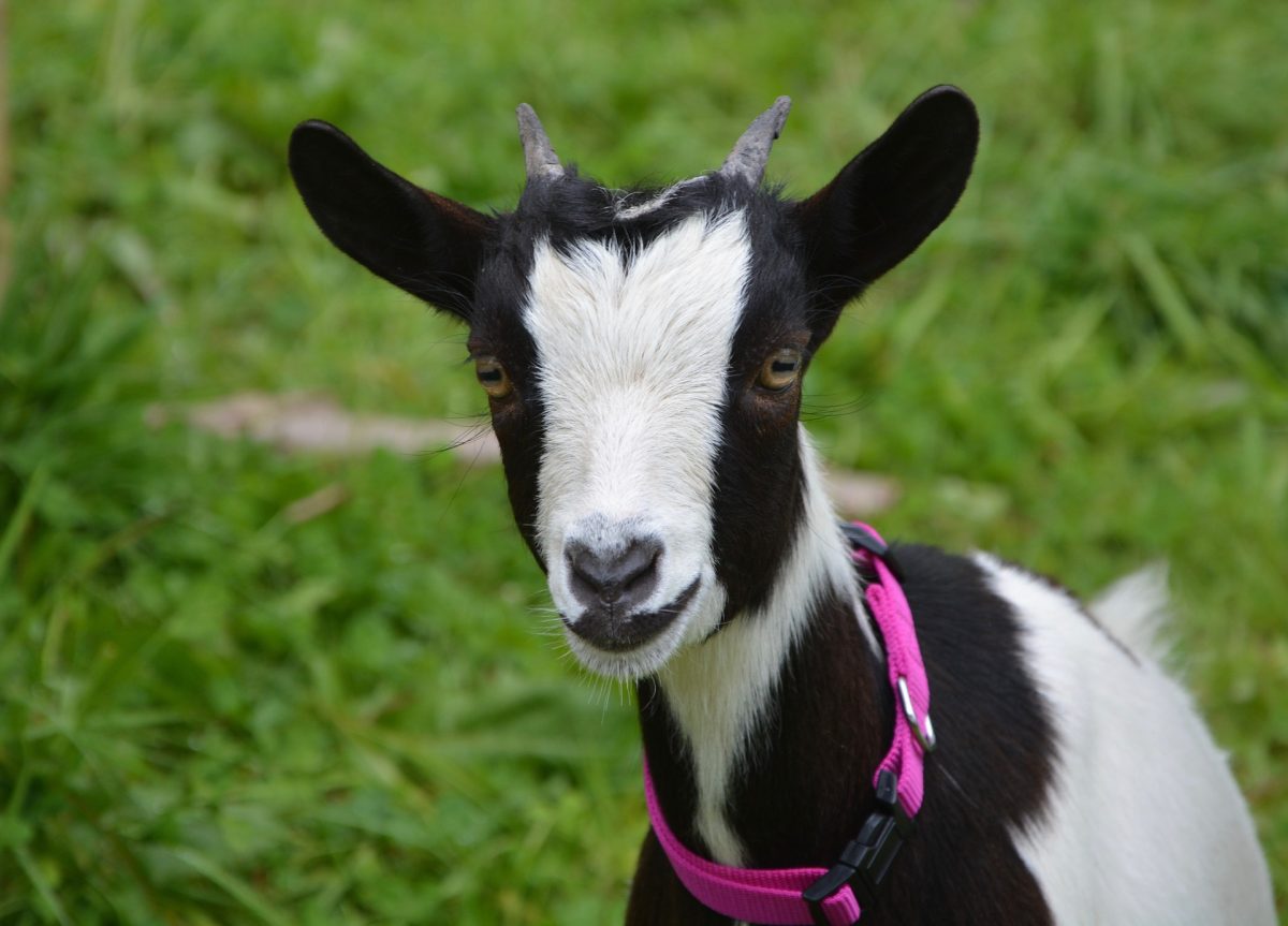Lyon maltraitance animale