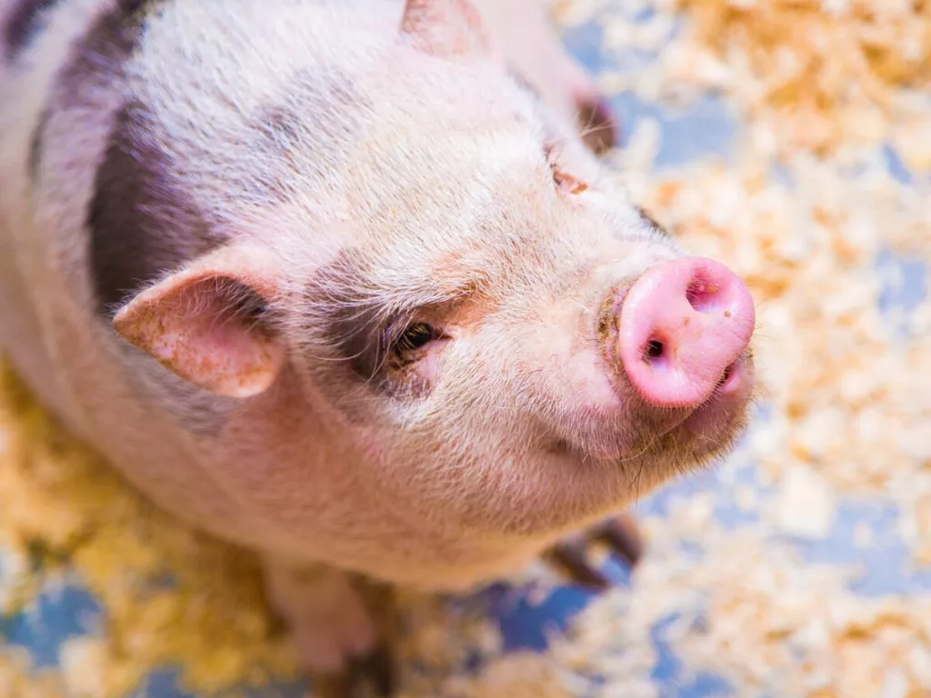 viande porc sauvage halal