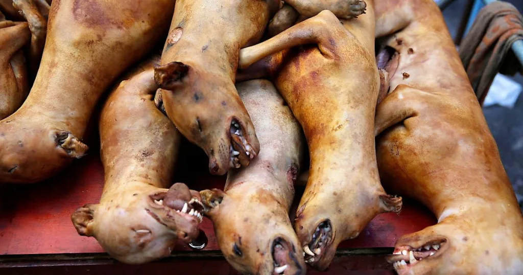 pays où manger du chien