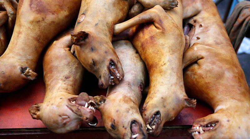 pays où manger du chien