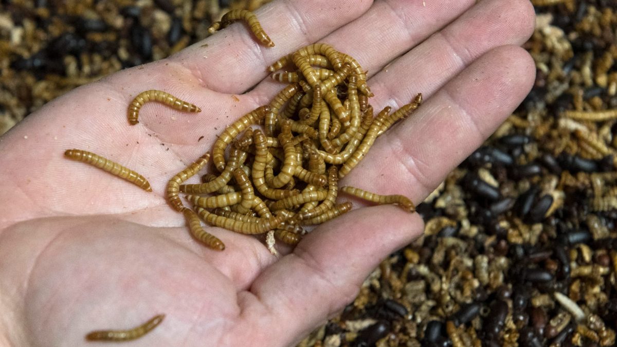 Poudre de larves en Europe : quels aliments seront concernés et quelles obligations d’étiquetage pour les industriels ? Décryptage.